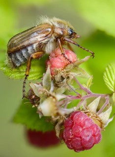 Amphimallon solstitiale, leaf horn beetle, curlew, European June beetle, ribbed curlew, June