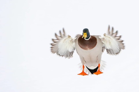 Flying mallard (anas platyrhynchos) in the snow, Vechta, Lower Saxony, Germany
