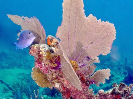 Atlantic blue tang (Acanthurus coeruleus) next to a Venus fan (Gorgonia ventalina) in tropical