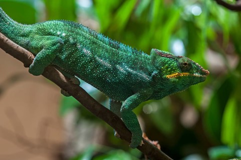 Panther chameleon, terrarium at Nuremberg Zoo, Nuremberg, Middle Franconia, Bavaria, Germany. PR