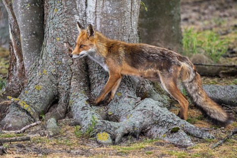 Red fox (Vulpes vulpes), Zandvoort, Netherlands