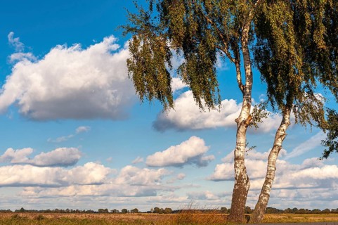 Two birch trees (Betula) at the edge of a field against a cloudy sky