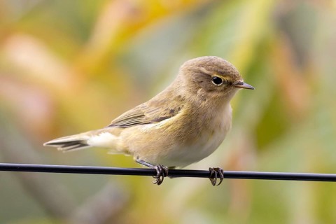 Chiffchaff (Phylloscopus collybita) a small brown bird perched on a branch against a blurred