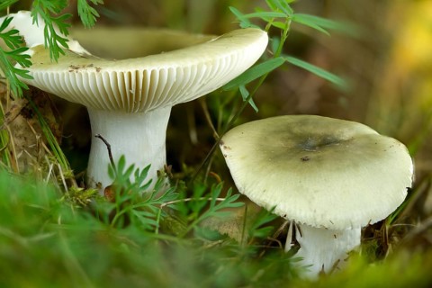 Grass-green Birch Tree, Grass Green Russula, Green Russula, Tacky Green Russula, Fungus, Mushrooms,