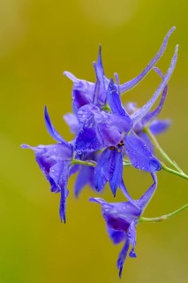 Field larkspur, consolida regalis, field larkspur, forking larkspur, buttercup family,