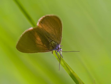 Drab Looper, Minoa Murinata, Milkweed, Insects, Moths, Moths, Moths, Butterflies