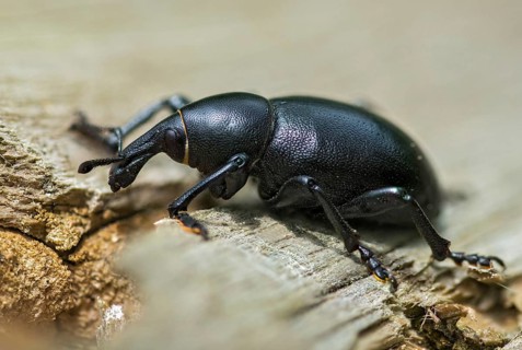 Carrot weevil, curculionidae, chervil weevils, liparus coronatus, weevils, beetles, coleoptera,