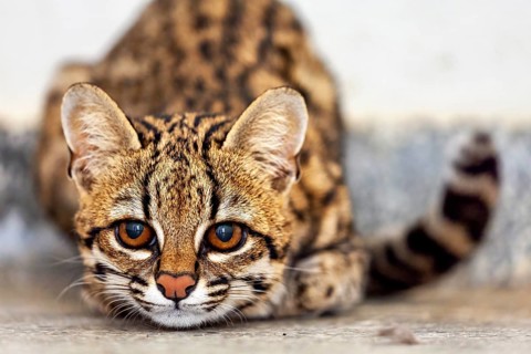 A cat is lying on the ground, staring intently at the camera. A tiger cat in an enclosure in