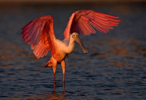 Animals Birds Roseate spoonbill (Ajaia ajaia), Florida