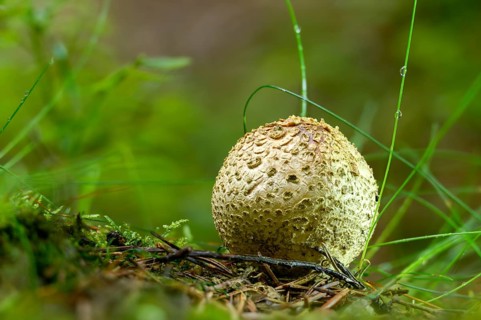 Bovist, thick-skinned potato bovist, fire mushroom, poisonous ball mushroom, potato bovist, smoke