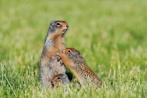 Columbian ground squirrel (Urocitellus columbianus, Spermophilus columbianus), female with young,