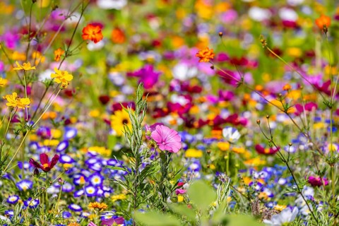 Flower meadow with blooming colorful flowers on the island of Reichenau in Lake Constance.