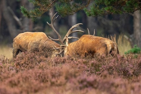 Red deer (Cervus elaphus), fight, Hoenderloo, Gelderland, Netherlands