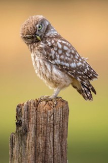 Little Owl (Athene noctua), Goldenstedt, Lower Saxony, Germany