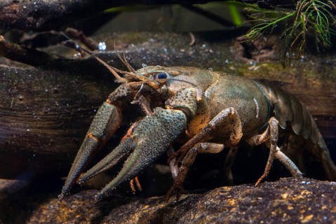 Astacus astacus, crayfish, European crayfish, European crayfish, crayfish, arthropods, crabs,
