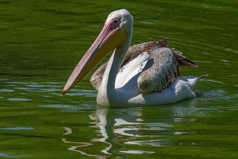 Pelican (Pelecanus onocrotalus), Nuremberg Zoo, Middle Franconia, Bavaria, Germany