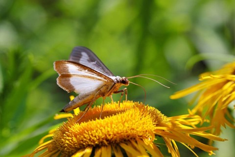 Box tree moth (Cydalima perspectalis) on a leaf, close-up, Wilnsdorf, North Rhine-Westphalia,