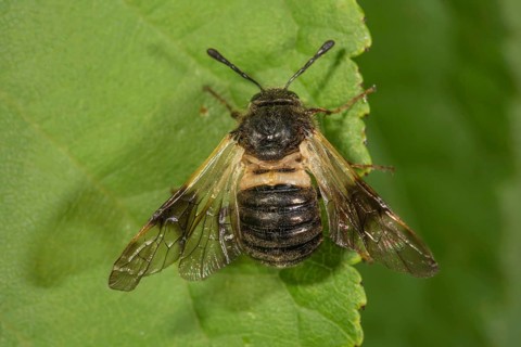A honeysuckle sawfly (Zararea fasciata) with transparent wings and a black body is perched on a