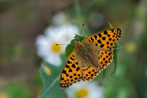 Argynnis Lathonia, Issoria Lathonia, Little Mother of Pearl Butterfly, Queen of Spain Fritillary,