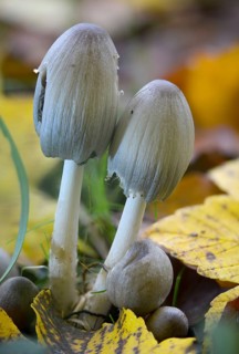 Coprinopsis atramentaria, Coprinus atramentarius, wrinkle tint, gray tintling, knot tint, fungi,
