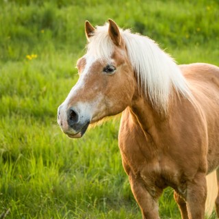 Horse, Haflinger, gelding, portrait, evening, in the pasture