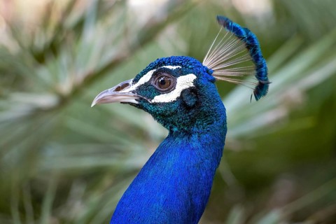 A peacock struts through the La Reserva nature park Park, La Reserva Park, Majorca, Spain