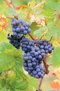 Grapes on the vine, Pinot Noir or Pinot Noir grape variety, Alsace, Grand Est, France