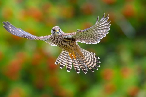 Common Kestrel in flight, Solling, Neuhaus, Lower Saxony, Germany