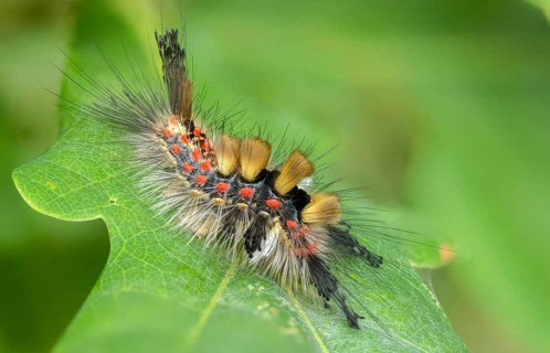 Brush spinner, owl moth, small brush spinner, Lymantriinae, noctuidae, orgyia antiqua, sloe