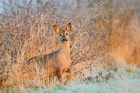 European roe deer (Capreolus capreolus), female roe deer in winter, North Rhine-Westphalia, Germany
