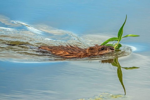 A beaver (Castoridae) with a plant in its mouth is swimming in the water, a small lagoon,