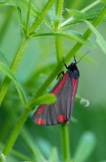 Blood bear, jacobscraut bear, carmine bear, Tyria jacobää, butterfly, cinnabar moth, high size,