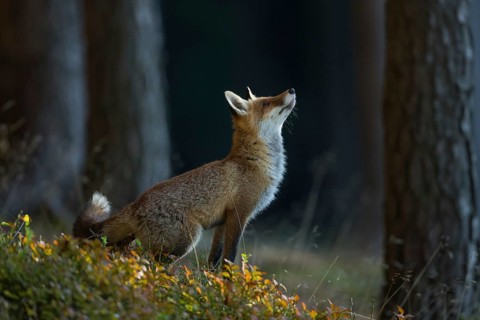 Fox, red fox (Vulpes vulpes), biotope, habitat, foraging, young animal, cubs