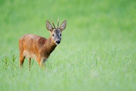 European roe deer (Capreolus capreolus), a roebuck standing in a meadow, North Rhine-Westphalia,