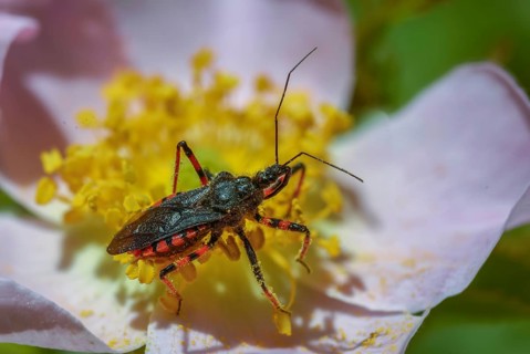 Ringed murder bug, heteroptera, murder bug, Reduviidae, Rhinocoris annulatus, insects, predatory