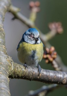 Blue tit, parus caeruleus, birds, high size, portrait format, sick, tit, passeri, songbirds,