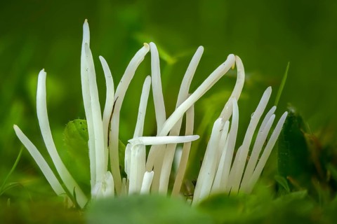 Clavaria fragilis, Clavaria vermicularis, fairy fingers, white spindle, white worm coral, meadow