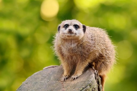 Meerkats (Suricata suricatta), in captivity, found in southern Africa