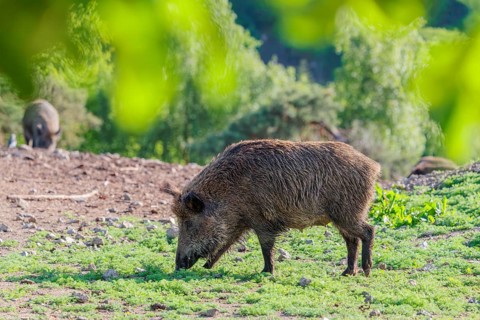 A female wild boar (Sus scrofa) searches for food in a green clearing on a sunny morning. Bavaria,