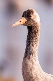 Crane (Grus grus), portrait, Fågelsjö, Gävleborg County, Sweden