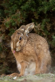 European brown hare (Lepus europaeus) adult animal in grassland, England, United Kingdom