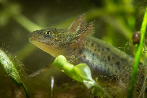 Great Crested Newt, Crested Newt, Northern Crested Newt, Triturus Cristatus, Amphibians,