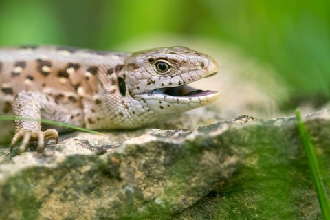 Lacerta agilis, sand lizard, critters, lizards, lizards, lizards, lizards, reptilia, reptiles,
