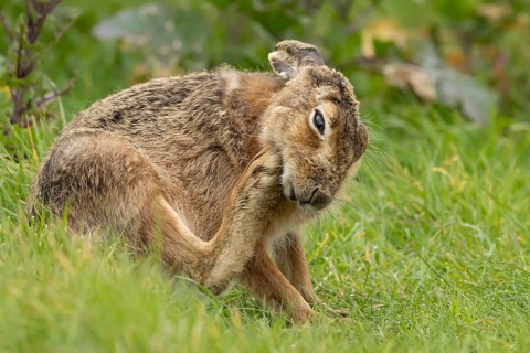European brown hare (Lepus europaeus) adult animal in grassland, England, United Kingdom