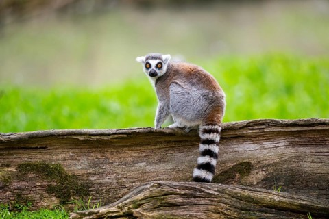Ring-tailed lemur (Lemur catta) sitting on an old tree trunk, captive, Germany