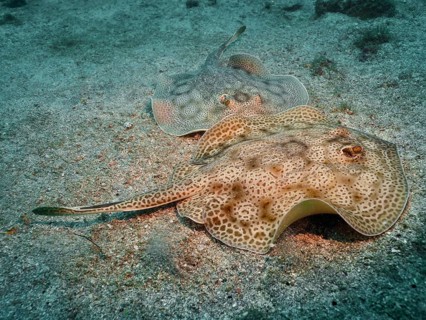 Two stingrays with distinctive markings, leopard stingrays (Urobatis pardalis), resting on a sandy