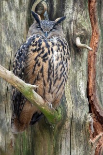 Bubo Bubo, Eagle Owl, Eagle Owl, Birds, Owls, High Size, Portrait Format, Owls, Strigiformes, Birds