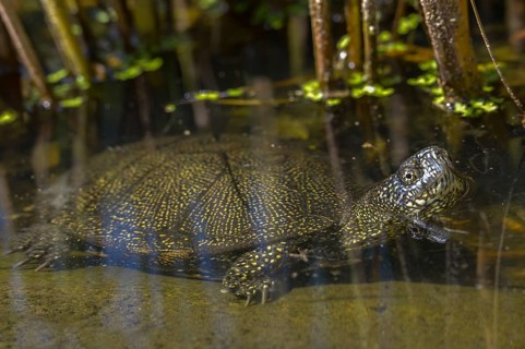 European Pond Tortoise, European Pond Turtle, European Swamp Turtle, Reptilia, Reptilia, Turtles,