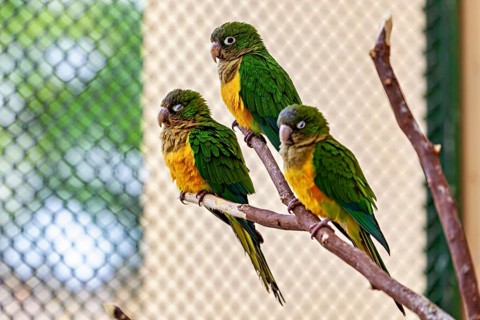 Three colourful parrots are perched on a branch in an aviary, the cactus parakeet, also known as