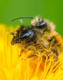 Apidae, bees, horned mason bee, hymenoptera, mason bee, osmia cornuta, high size, portrait format,